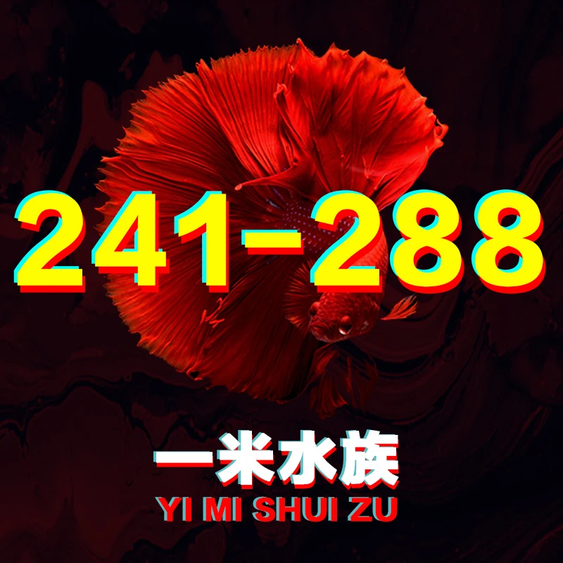 241-288号/泰国斗鱼小型热带观赏鱼/狮王/半月/（直播间选鱼）