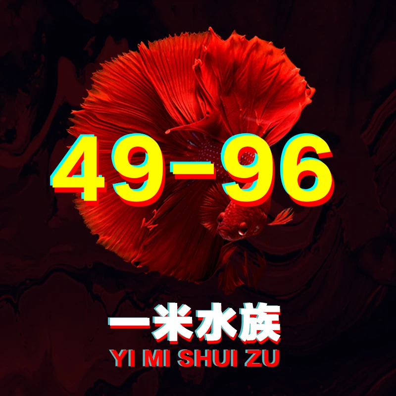 49-96号/好养耐活的斗鱼小型热带观赏鱼半月婚纱鱼【直播间选鱼】