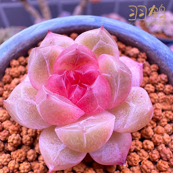 25-50可用直播链接 羽鹤花房云南多肉植物 满68包邮 发货拍下