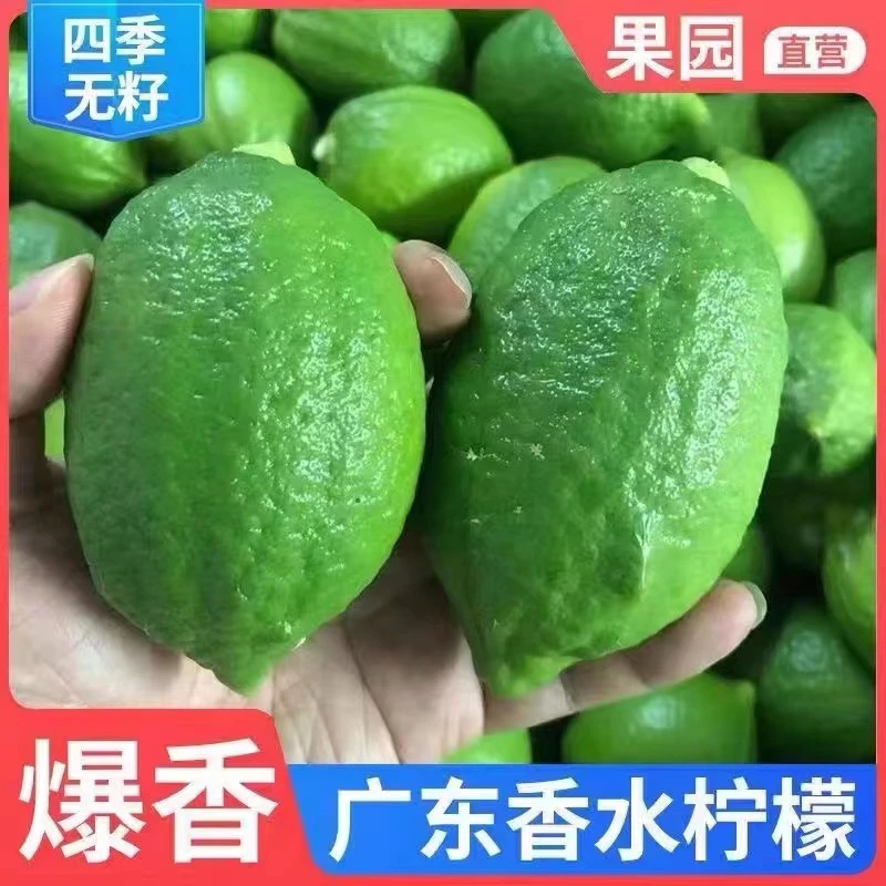 正宗广东香水柠檬一级果新鲜广东无籽香水柠檬果园直发包邮