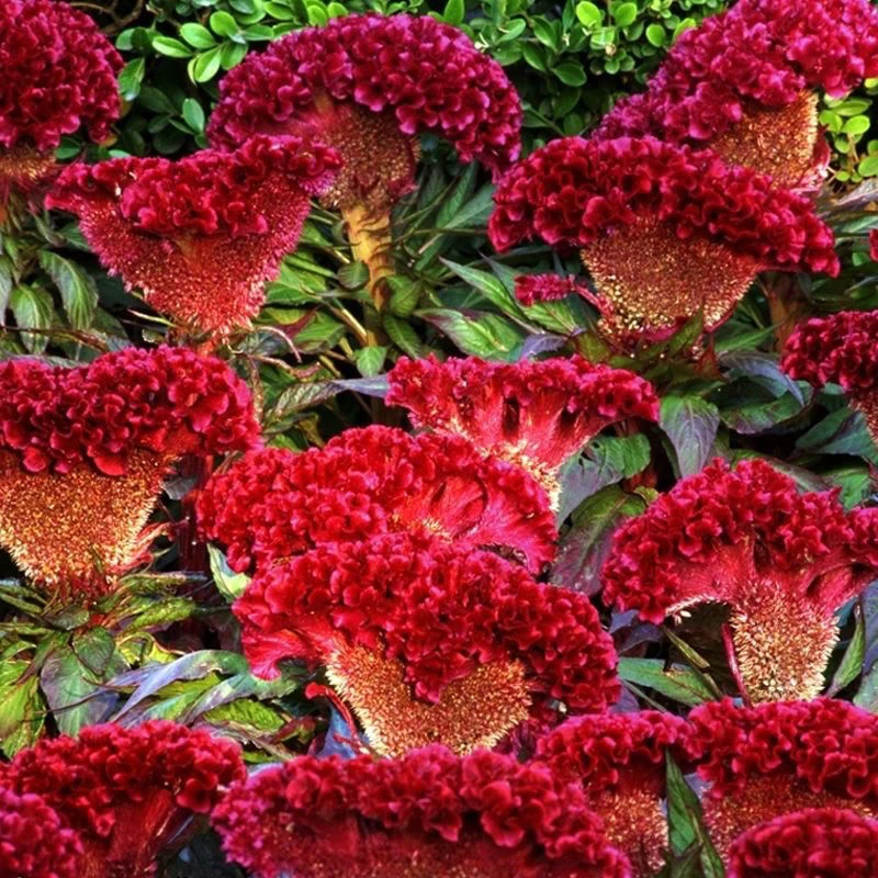 混合鸡冠花矮杆花籽阳台室外室内庭院室外花种子大花鸡冠花耐寒