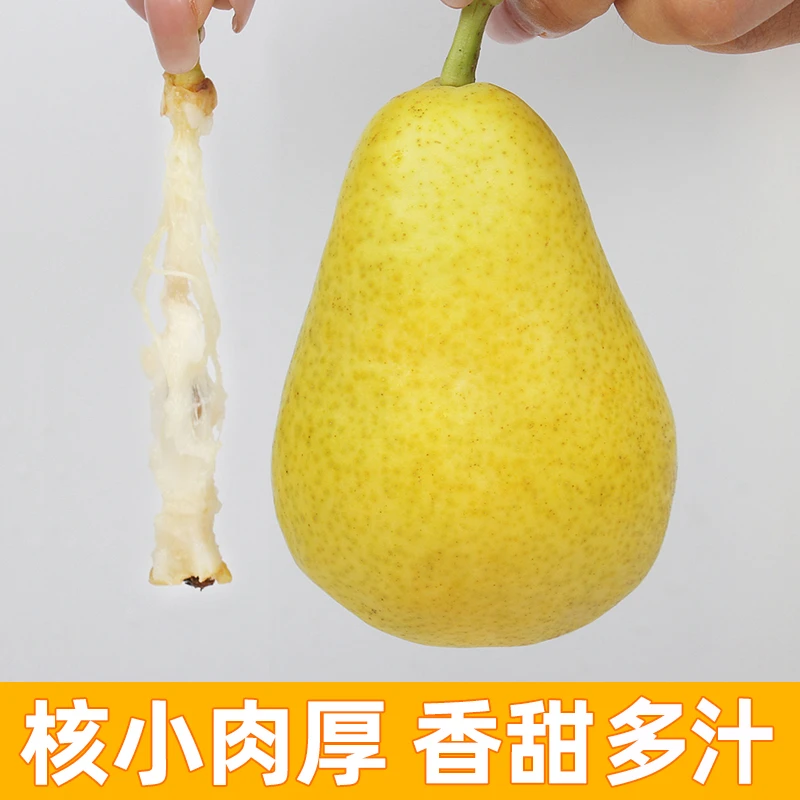 青侬侬山东烟台太婆梨软糯香甜大头梨子新鲜水果香蕉青啤梨