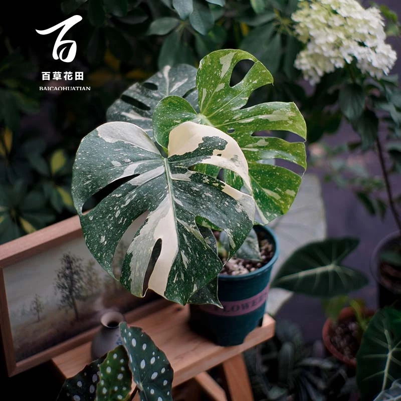 洒金龟背竹锦白锦黄锦天南星科观叶植物客厅阳台网红盆栽百草花田