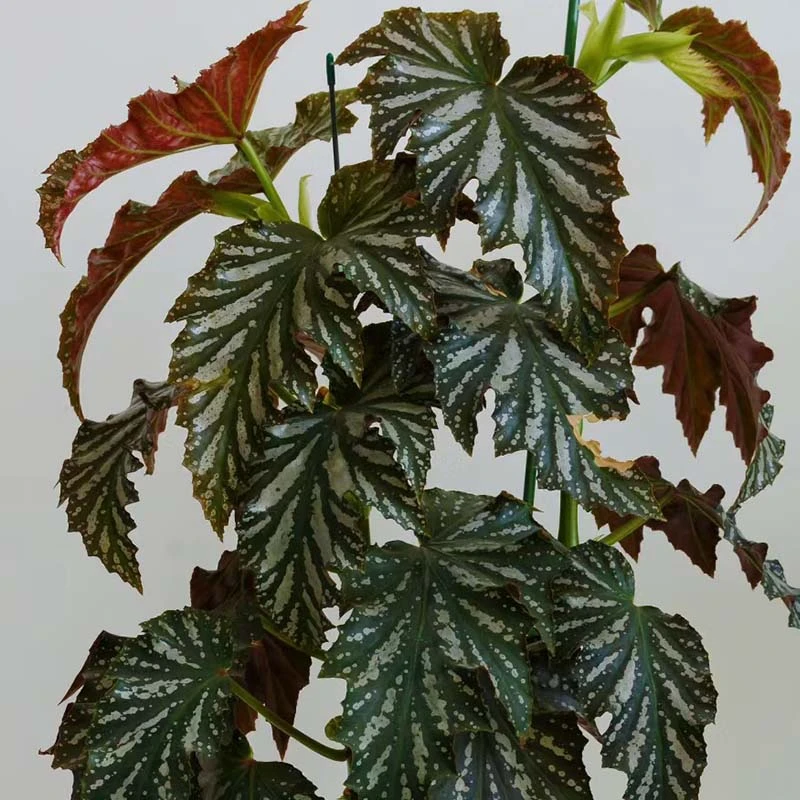 爱丽丝秋海棠好养室内阳台观叶植物