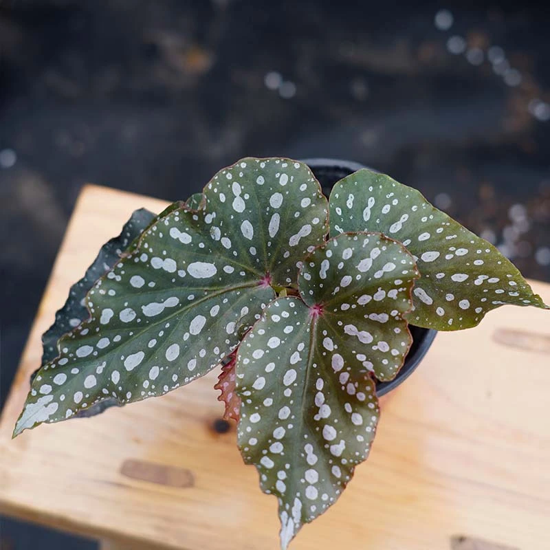 【桃眉】秋海棠庭院阳台室内观叶植物