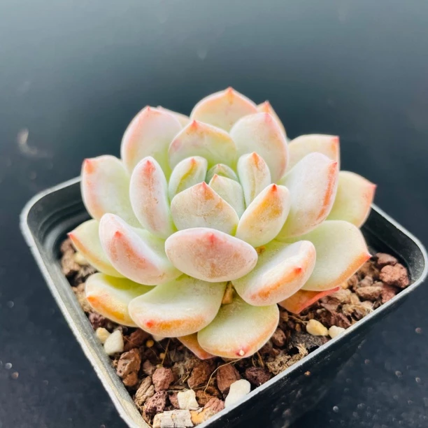 橙梦露多肉植物月影系办公室阳台盆栽绿植