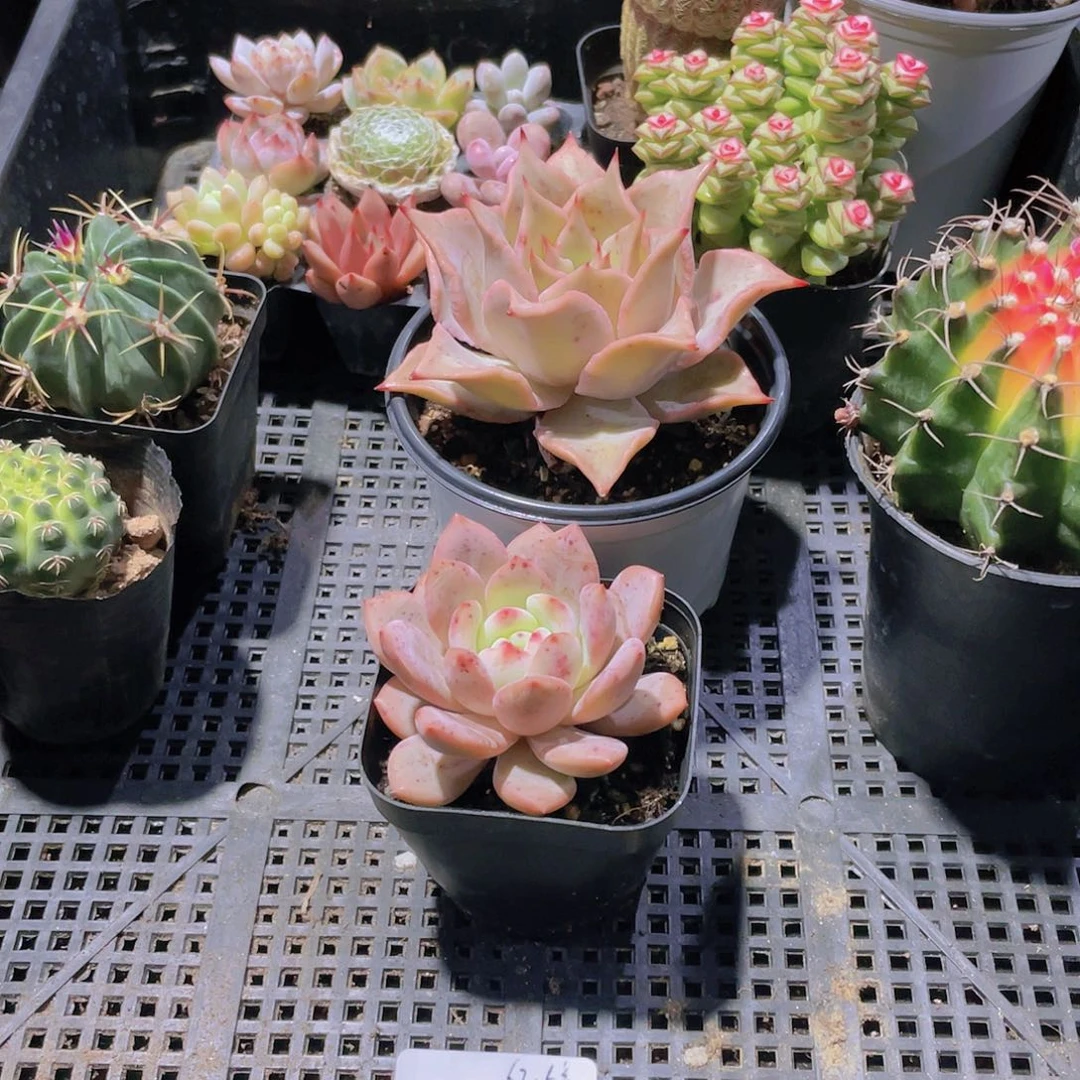 029号框多肉植物加一份土