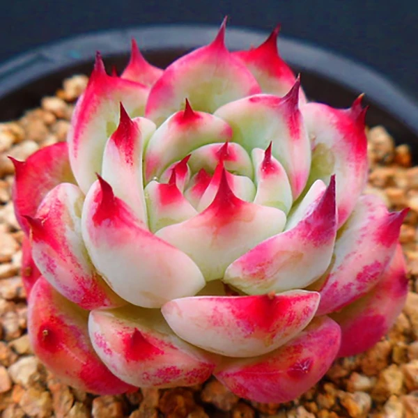 多肉植物阳台盆栽4号