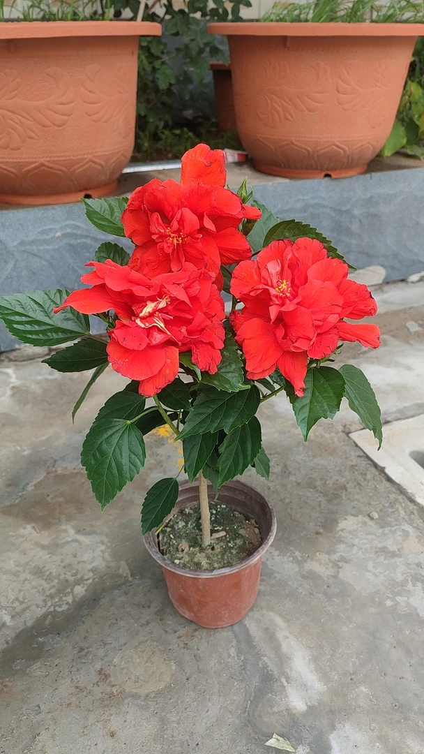 红色独杆桑叶牡丹 花苞发货