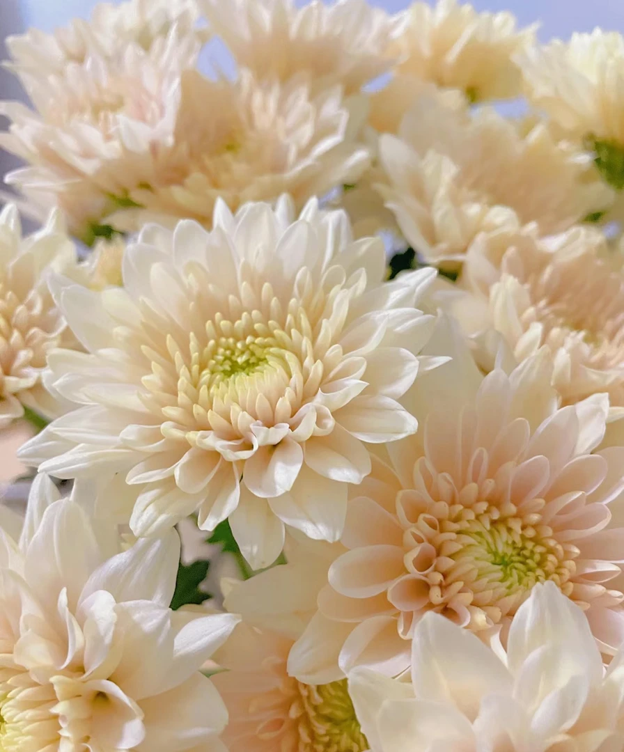 小菊鲜花香草沙拉10支