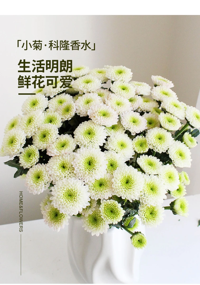 小菊鲜花，科隆香水10支
