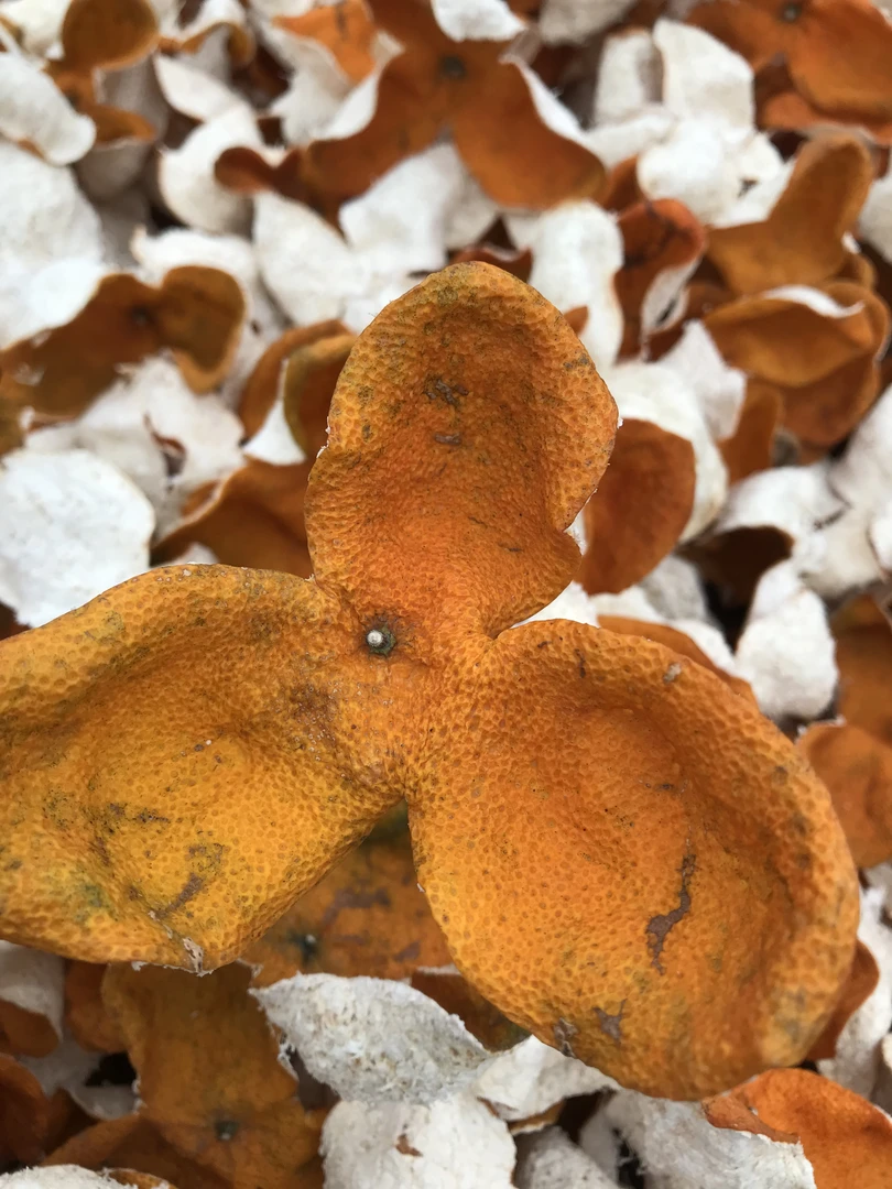 【精品收藏】2024年天马原枝冬后大红皮——  英洲围 、兰花蜜香、醇甜