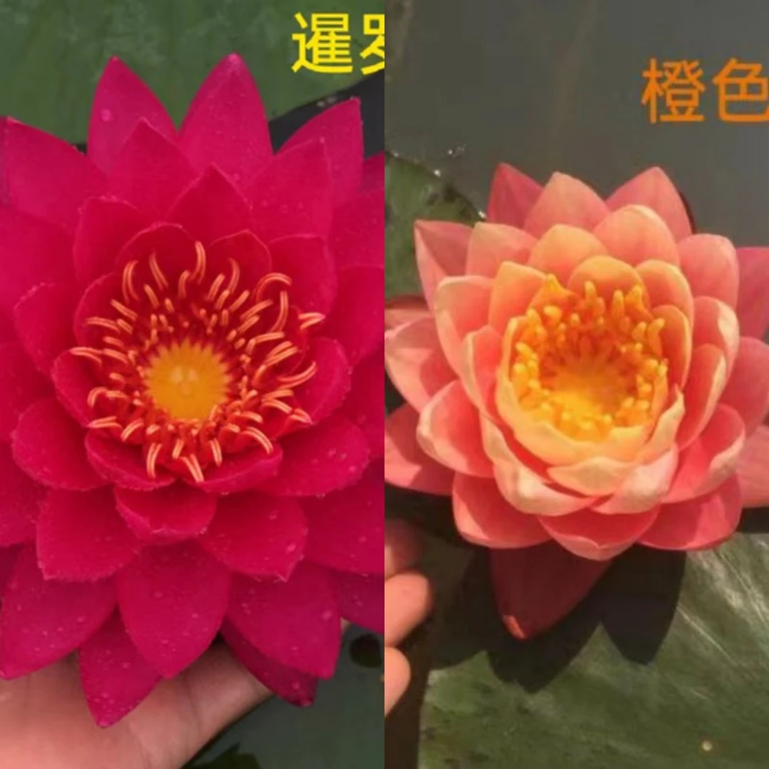 【橙色日落+小姐】观赏高端睡莲苗水缸池塘水养花卉植物