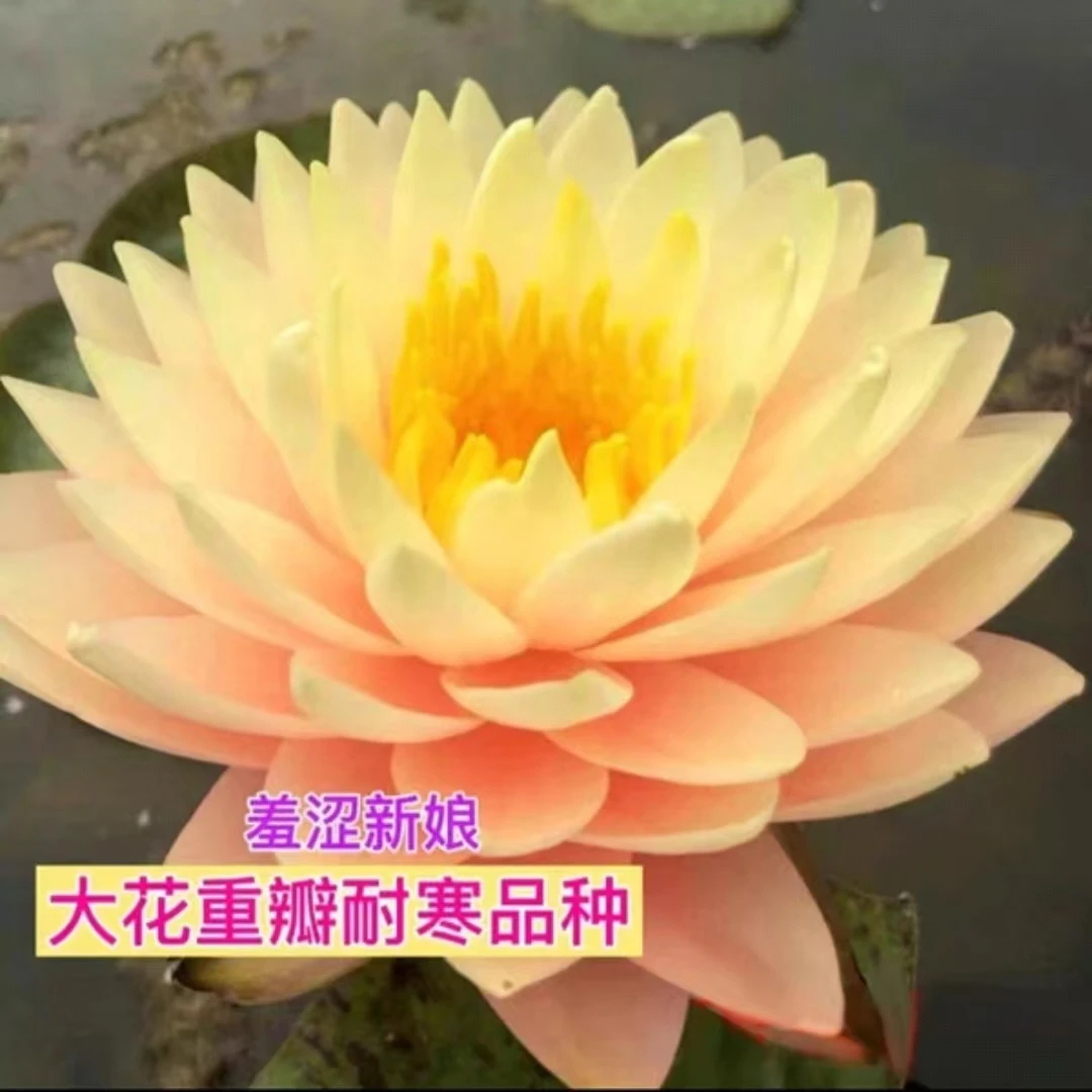 羞涩新娘观赏高端睡莲苗水缸池塘种植水养花卉盆栽植物种根
