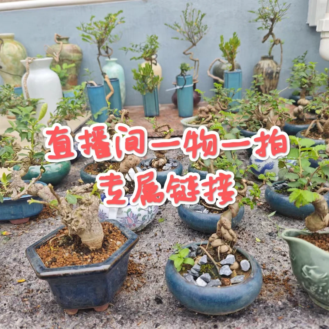 【直播间一物一拍链接】茶盘办公室内微盆栽 所见即所得