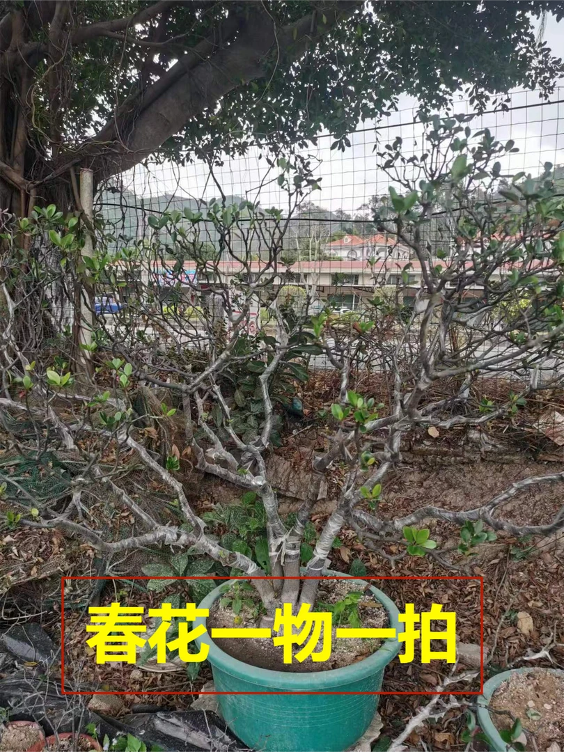 3号海岛春花生桩盆景直播间（300-1000）