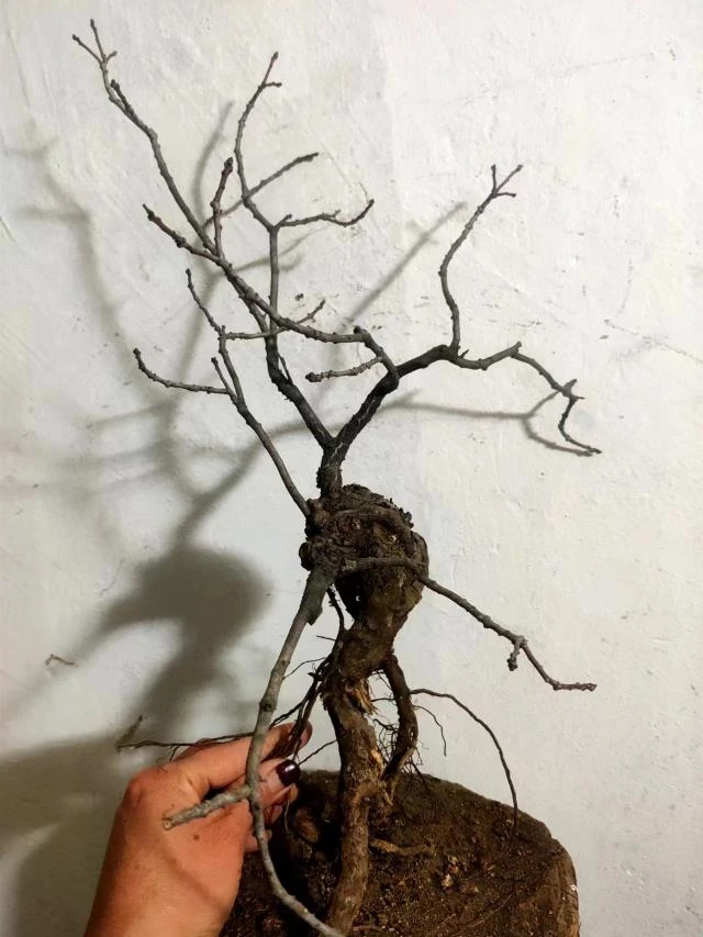 精品黄栌小品，桩型漂亮，全冠发货