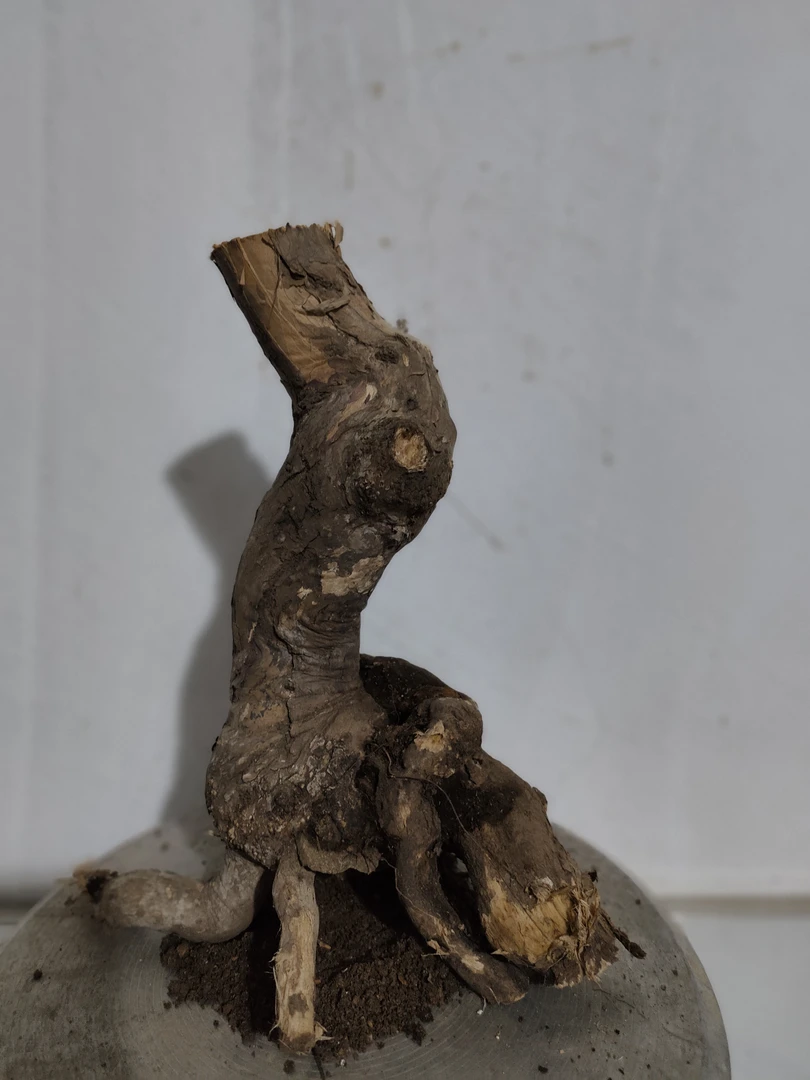 精品爱心果，舍利桩，桩型独特，喜欢的朋友联系我