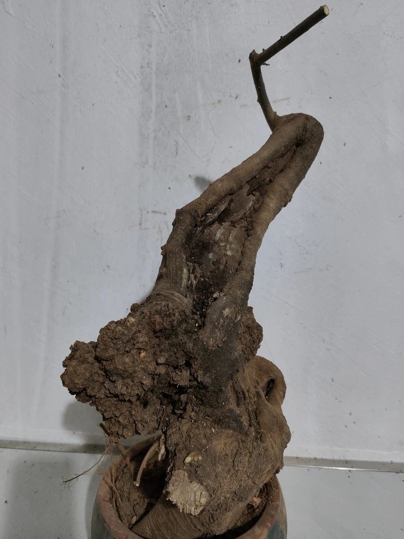 精品黄金朴树，桩型独特，