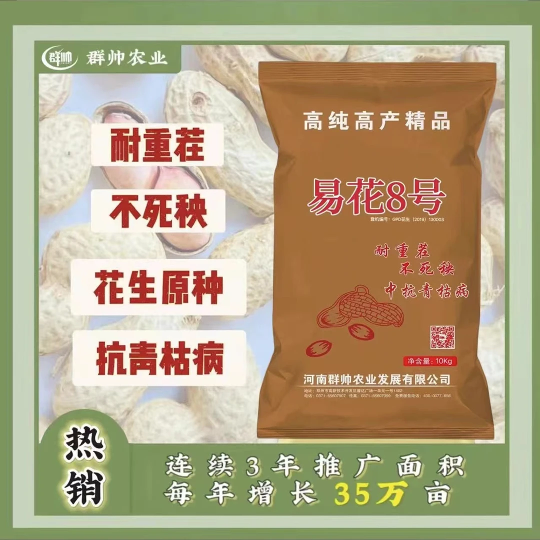 易花八号耐重茬不死秧抗青枯花生原种出油高出花生种子高产稳产