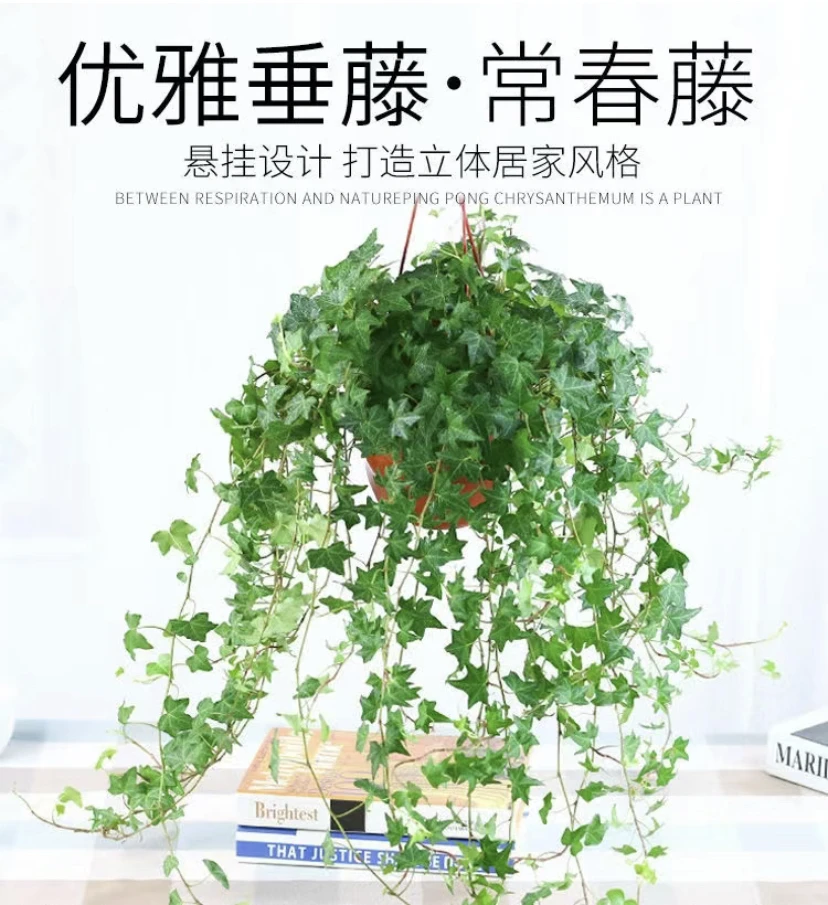 吊兰常春藤盆栽观叶绿植花卉四季常青净化空气吸甲醛绿植室内好养