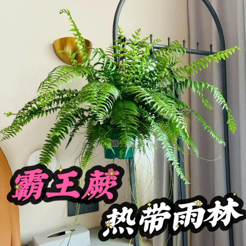 霸王蕨威武蕨大颗绿植吸甲醛净化空气牛耐阴好养室内盆栽四季常青