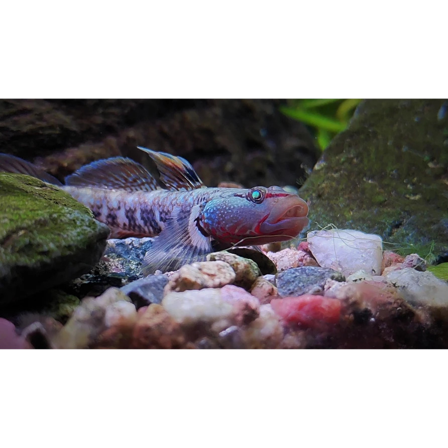 溪流淡水小型溪吻纹鳃白面虾虎鱼翻沙吐沙好斗鱼活鱼净化鱼缸包邮