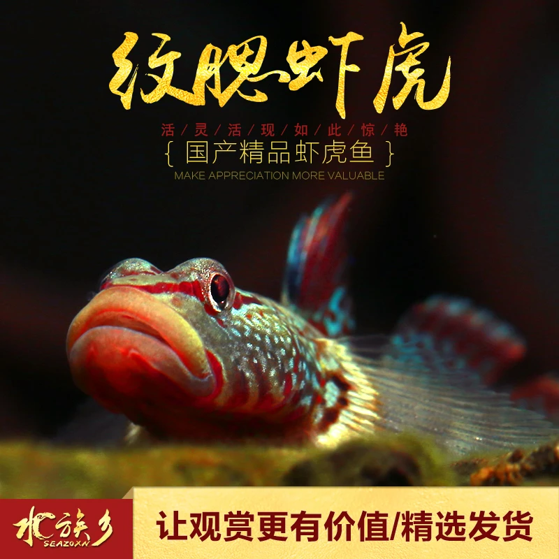 纹腮虾虎鱼原生冷水鱼小型淡水白面溪流吻虾虎鱼好养冷水耐活吐沙