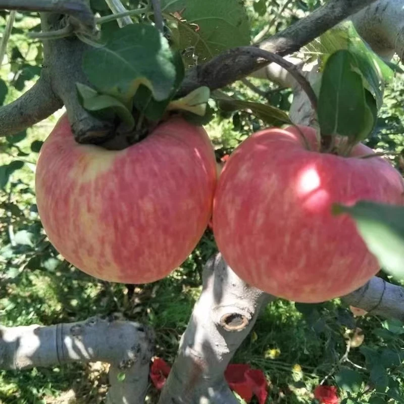 2--3年苗买一送一苹果树树苗嫁接众成三号苹果树苗南北方盆栽地栽