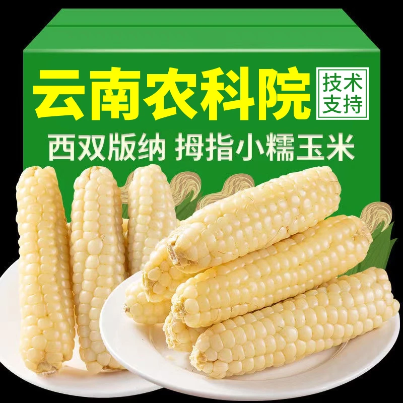 西双版纳拇指小玉米网红發实惠玉米Z很好吃1箱真空装即食代餐