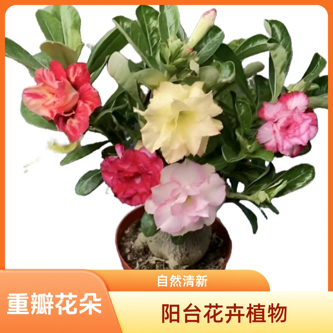 5--8年多色重瓣四季开花老桩耐热植物耐旱阳台正宗玫瑰花苗花卉