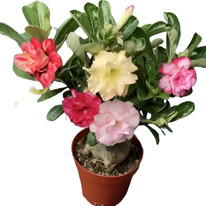 5--8年多色重瓣四季开花老桩耐热植物耐旱阳台正宗玫瑰花苗花卉