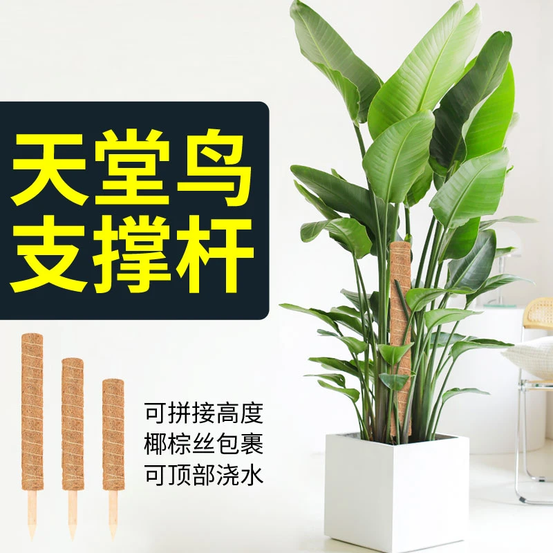 天堂鸟支撑杆天堂鸟固定支架扶正杆龟背竹棕柱大叶绿萝柱美观拼接