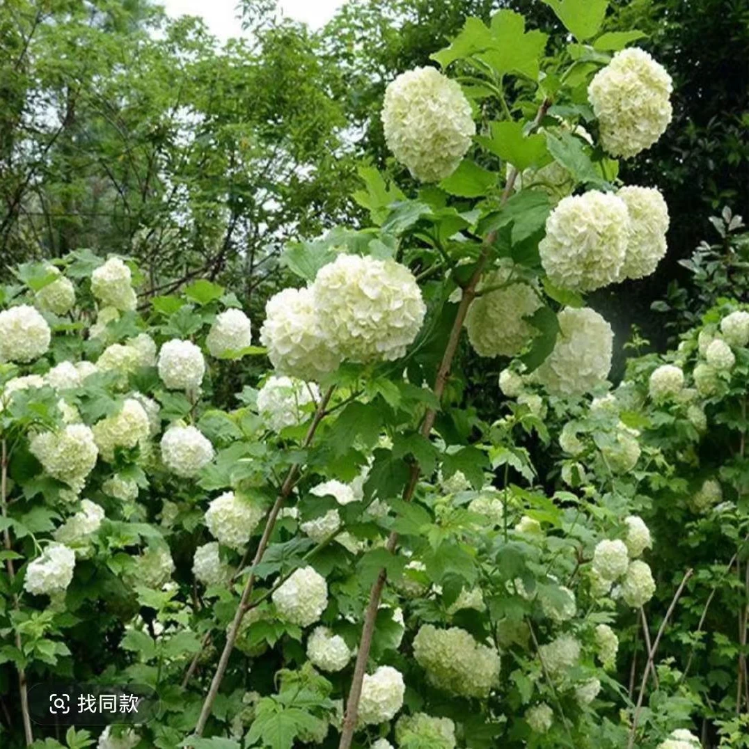 欧洲木绣球玫瑰盆栽花苗耐寒耐热花量大