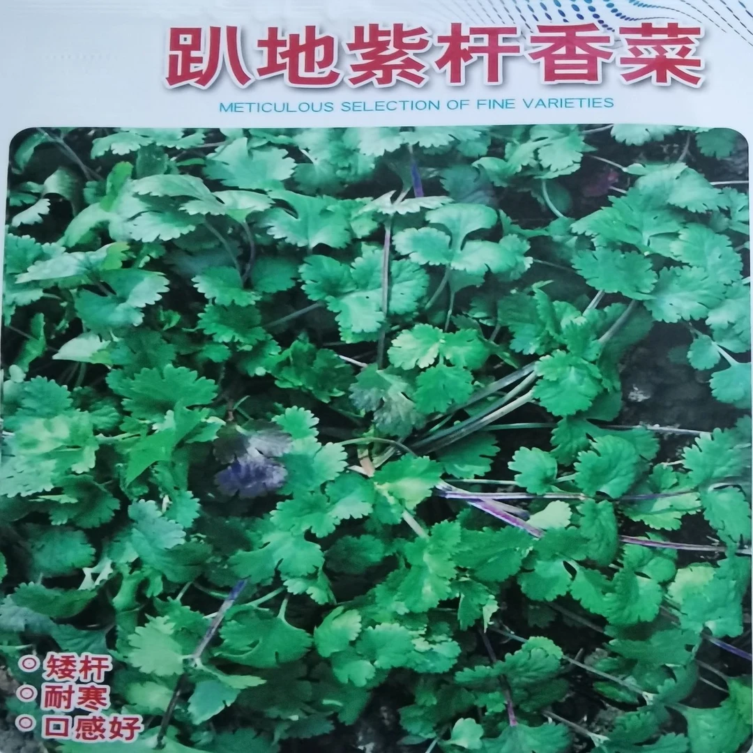 老品种紫根香菜矮杆趴地香菜种子小叶浓香型芫荽种籽四季蔬菜种子