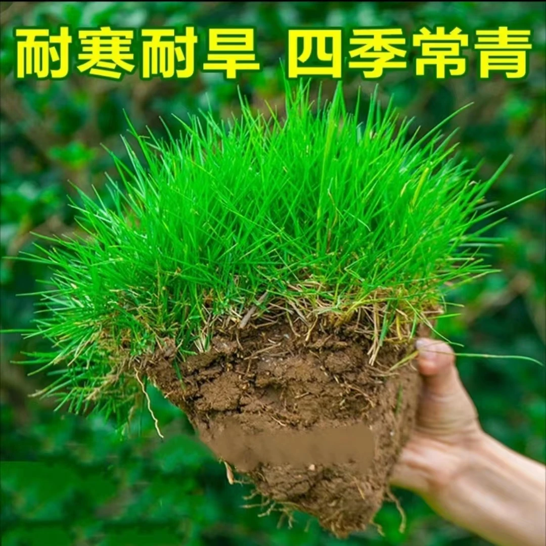 耐寒【四季青】草坪种子矮脚耐踩踏地毯草坪免修剪四季常青