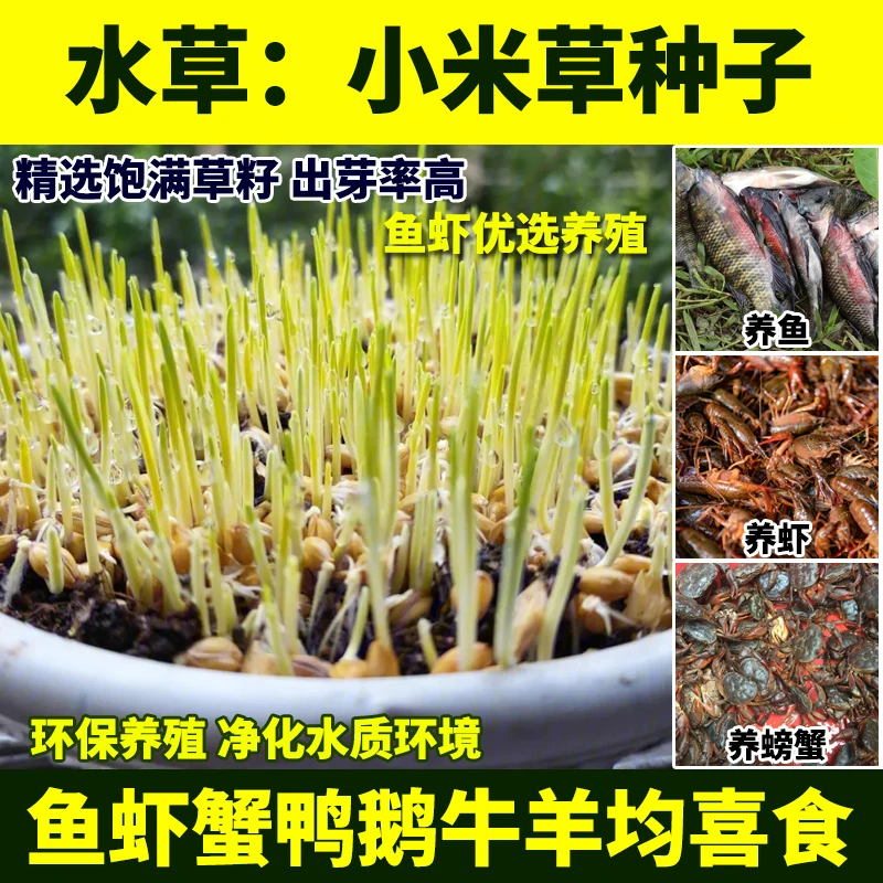 小米草稗子草水草喂鱼草植物耐高温龙虾养殖螃蟹牛羊猪鸭鹅雀叶稗