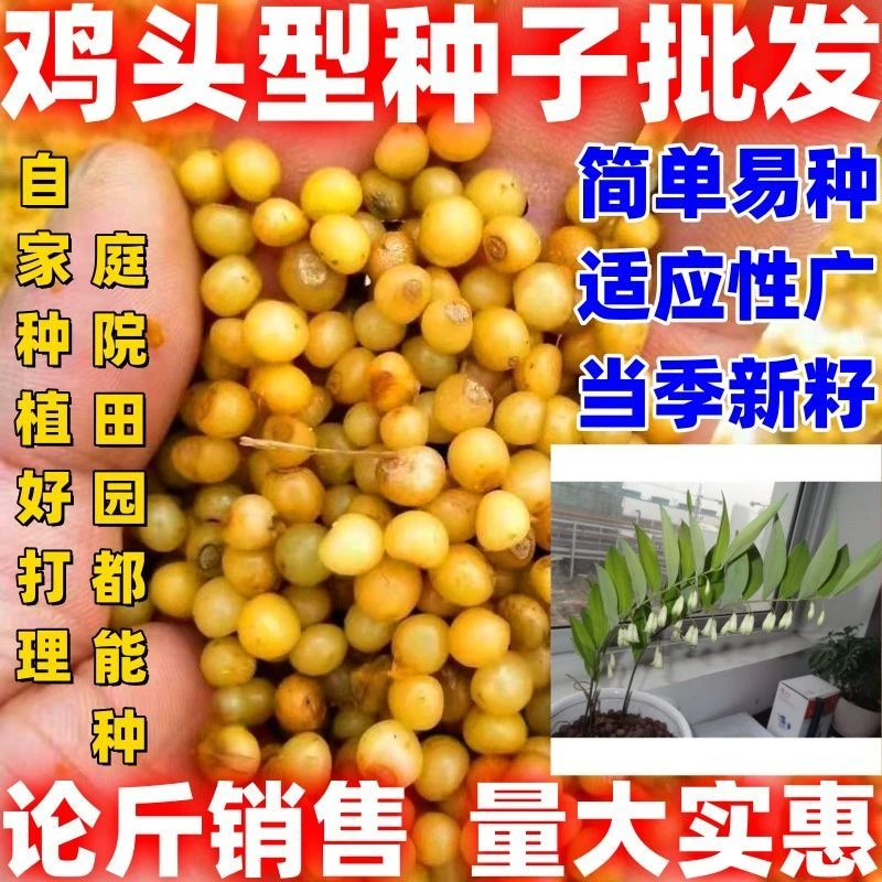 鸡头型种子鸡头型种籽药材种籽中药材黄精种籽批发包邮论斤卖黄精