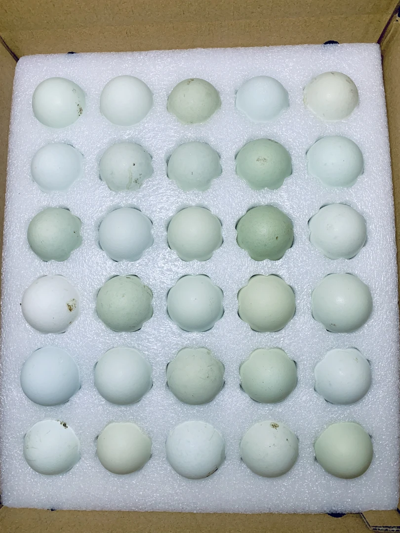 重庆小唐 大山散养纯粮食土鸡蛋 绿壳 净重约1400g 30枚
