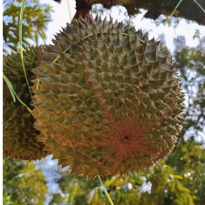 3号【树熟榴莲】【一果一拍】现场拆肉，上海同城小时达，现拍