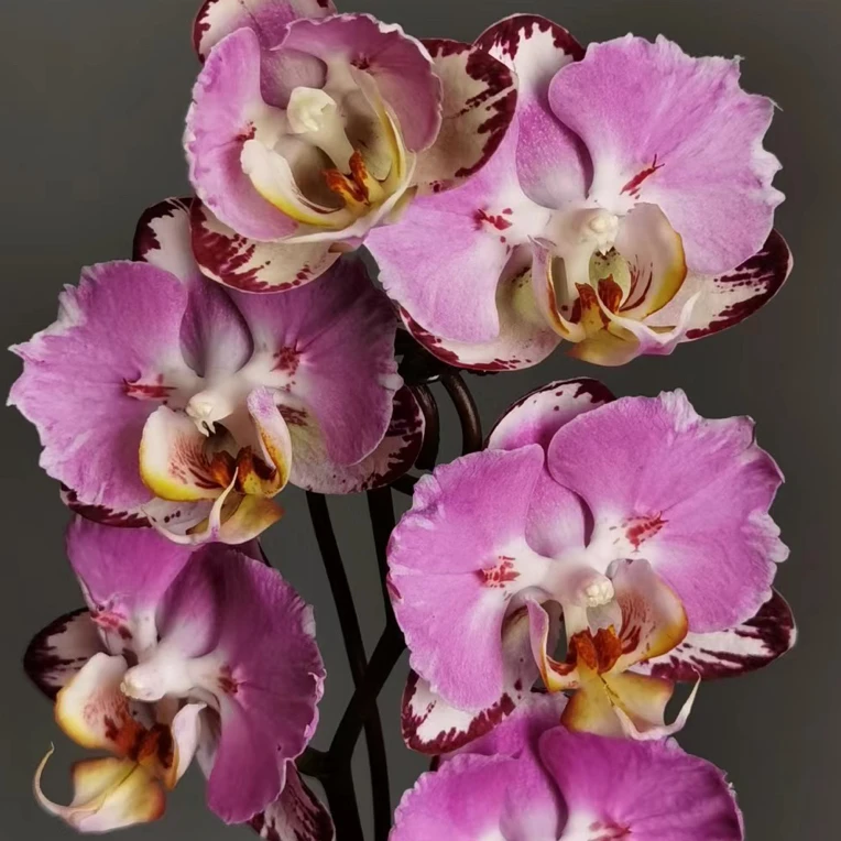 蝴蝶兰两眼蕾丝闪边大花[蝙蝠侠]2.8根少