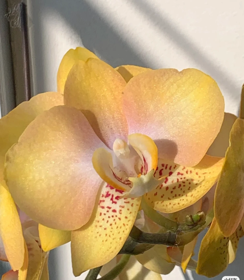 蝴蝶兰超群【哈密瓜】3.0抽梗苗