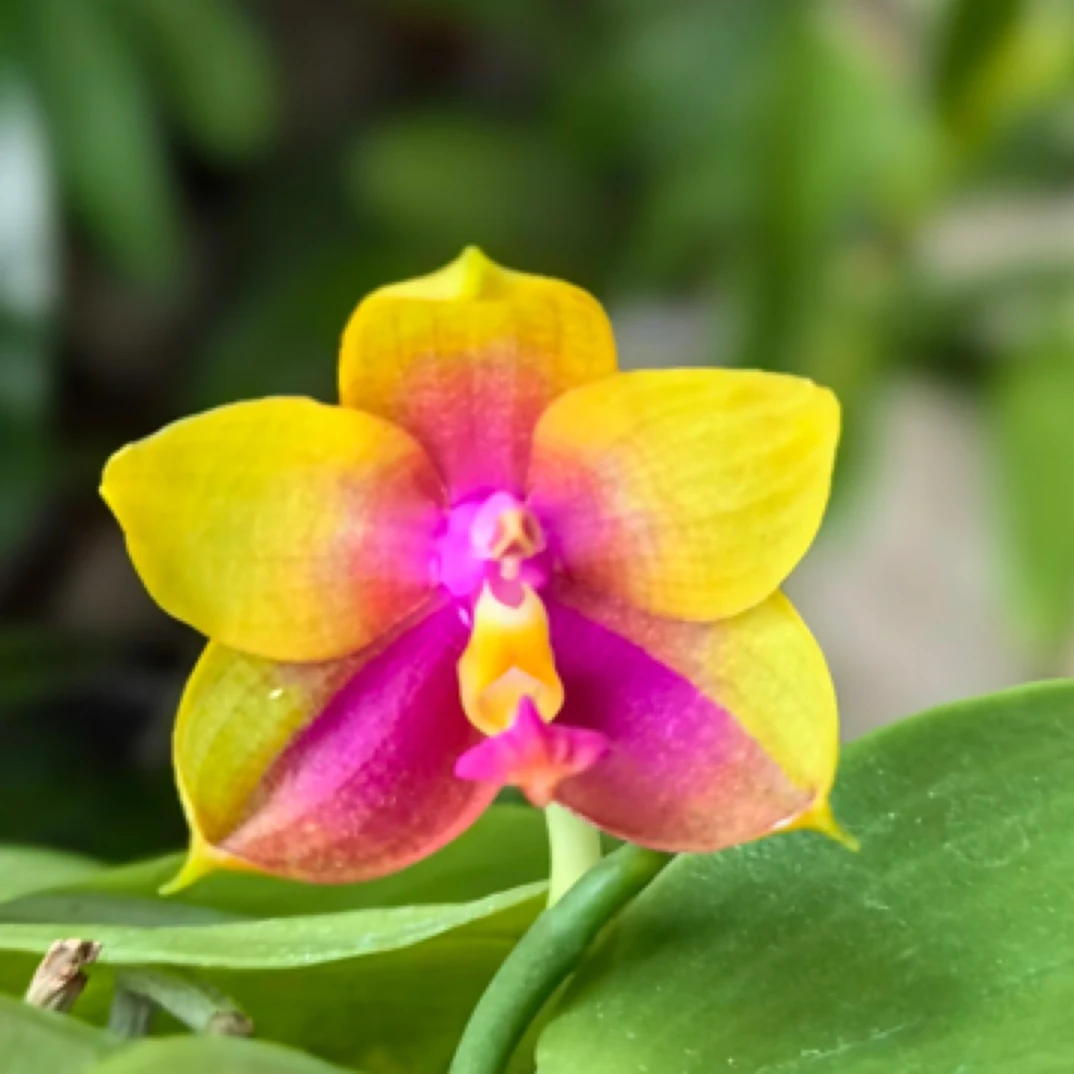 蝴蝶兰原生苗蝴蝶兰BT1202夏日新魔法交郑敏吉恩 2.5苗根少