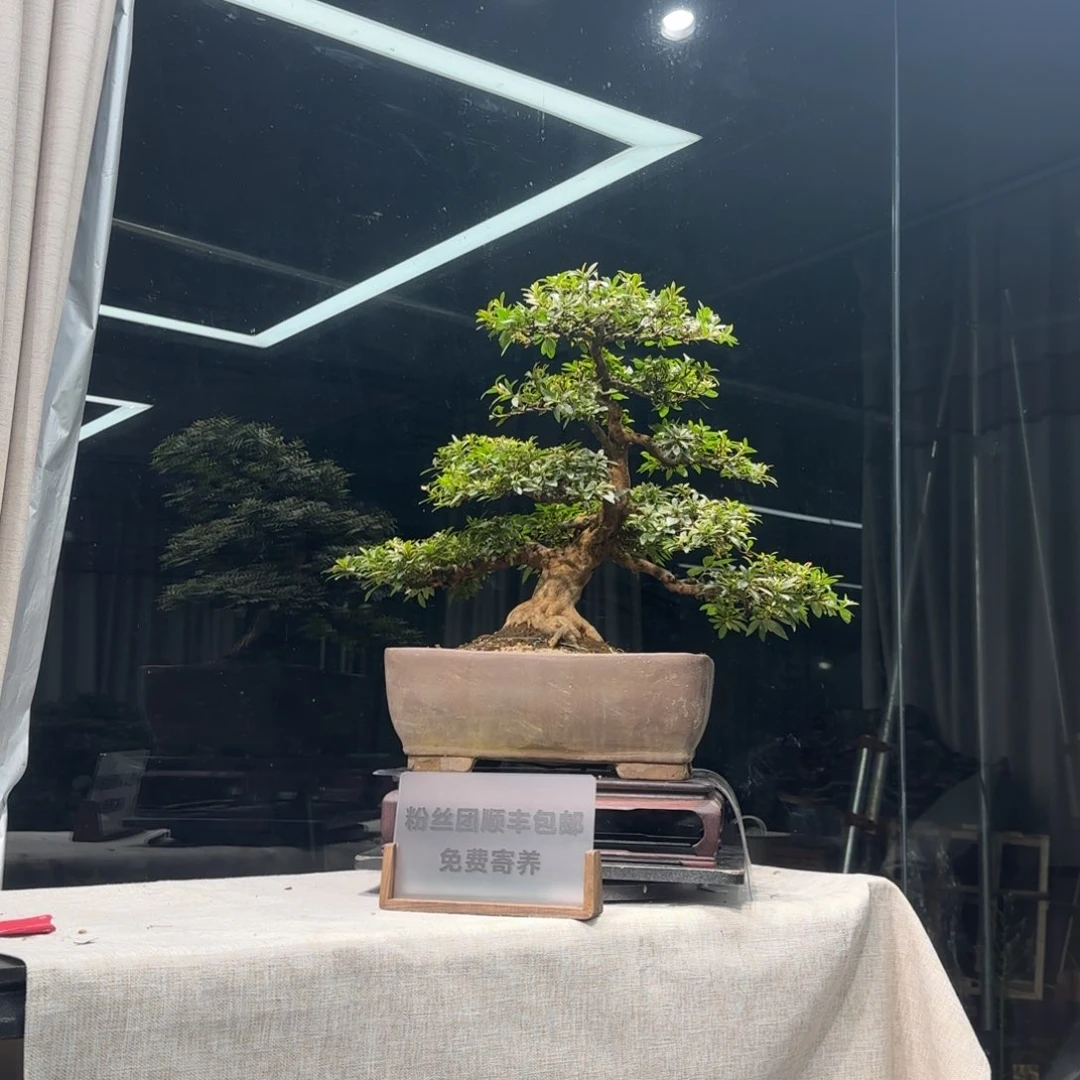 章*人花卉苗木花卉苗木