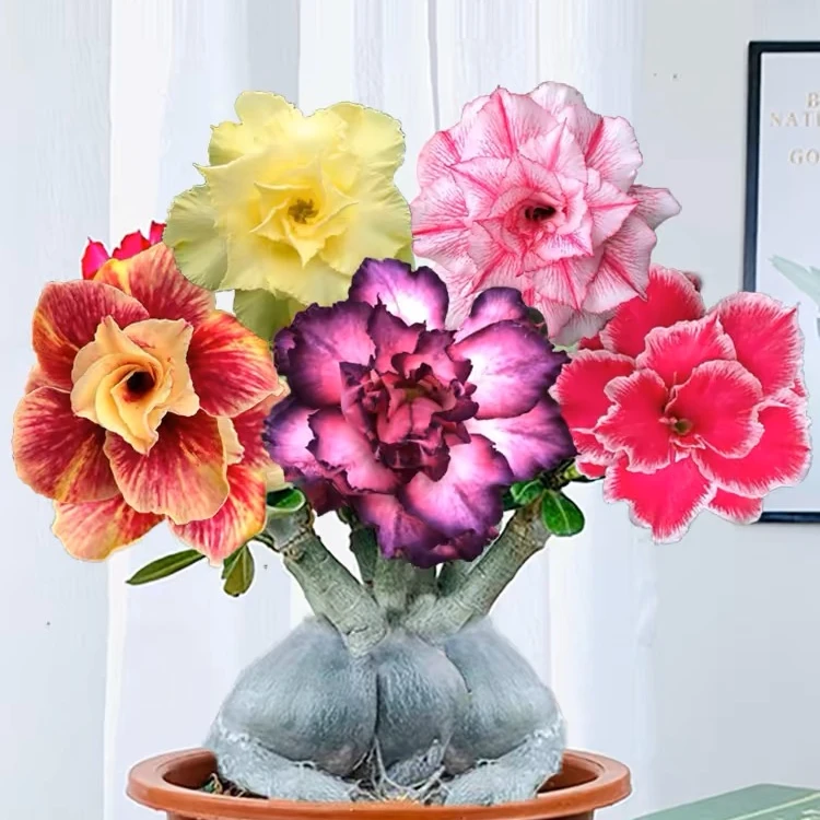 沙漠玫瑰带花发货花苗盆栽老桩室内外绿植盆景四季开花客厅庭院