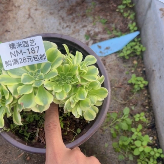 【闪购商品】怀***。绿豆沙缀多肉植物187
