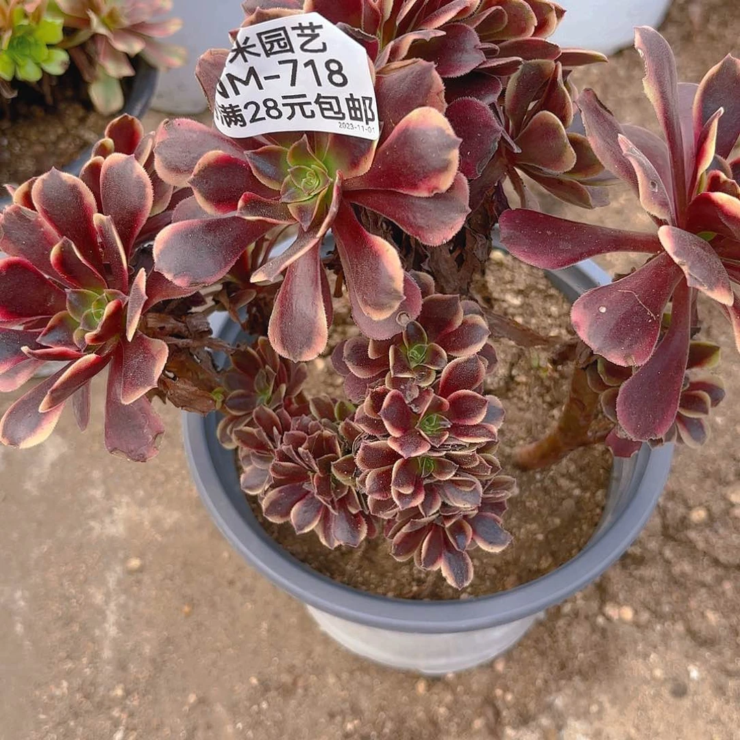 用****进欧嘉莉朵缀多肉718