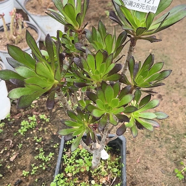 【闪购商品】黑法七彩多肉植物121