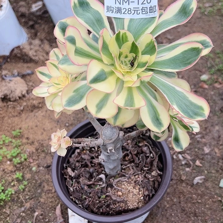 【闪购商品】燕子锦砍头多肉植物120