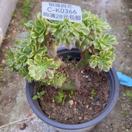 【闪购商品】名朝霞朵缀0366